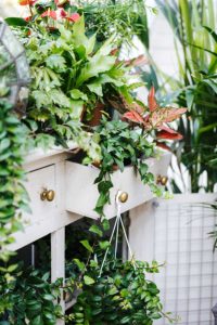 Plants indoors
