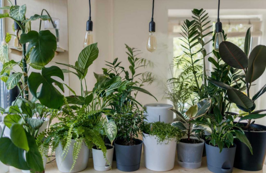 House plants in pots