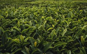 Tea growing in field