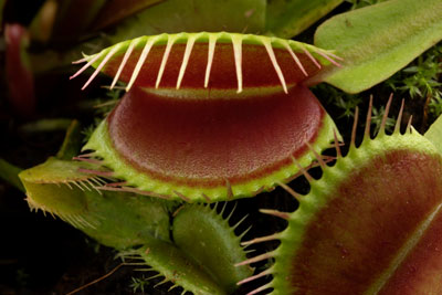 Venus Fly Trap